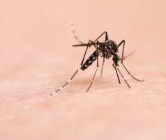 Chikungunya